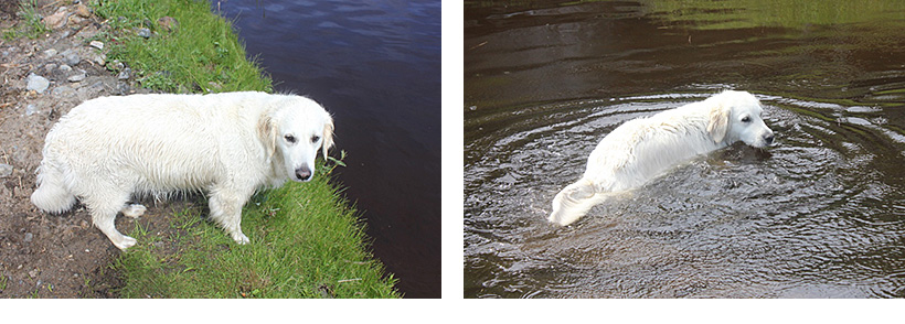 Dags för ett dopp